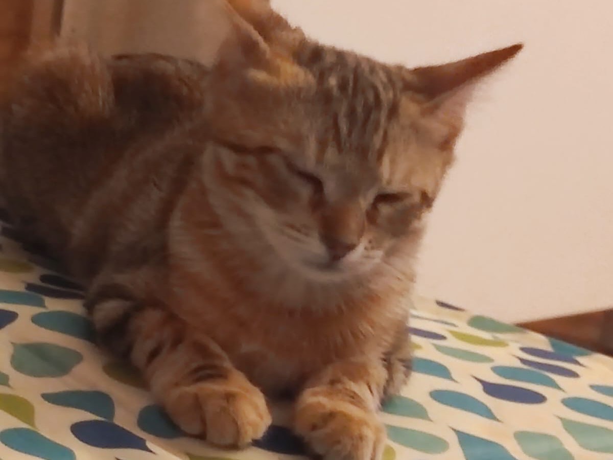 Vuoi adottare un gatto a Lucca?