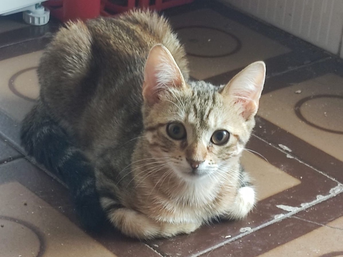 Adotta il gatto PAPRIKA a Lucca