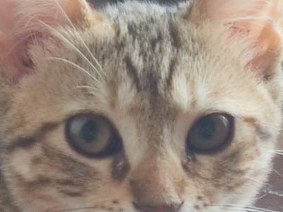 Adotta un gatto, femmina, 4 mesi, Lucca