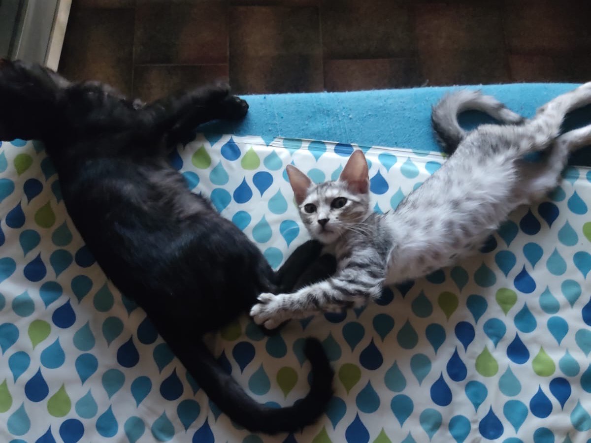 Vuoi adottare un gatto a Lucca?