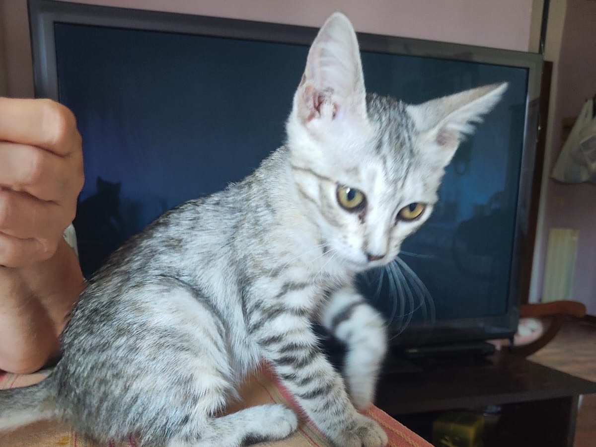 Adozione gatto, femmina, Razza sconosciuta Razza sconosciuta, 4 mesi, taglia non valida, Lucca