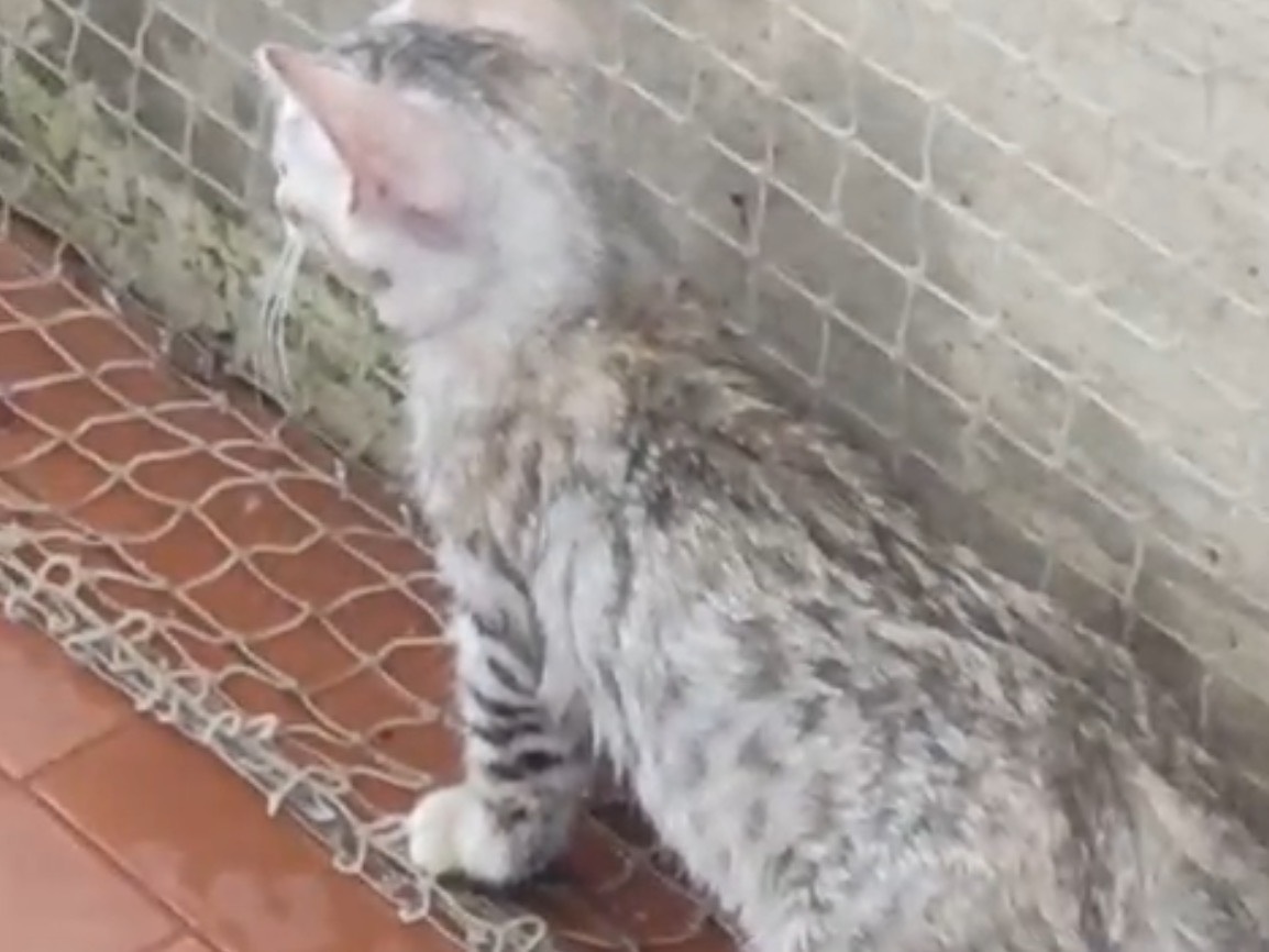 Adotta un gatto, femmina, 4 mesi, Lucca