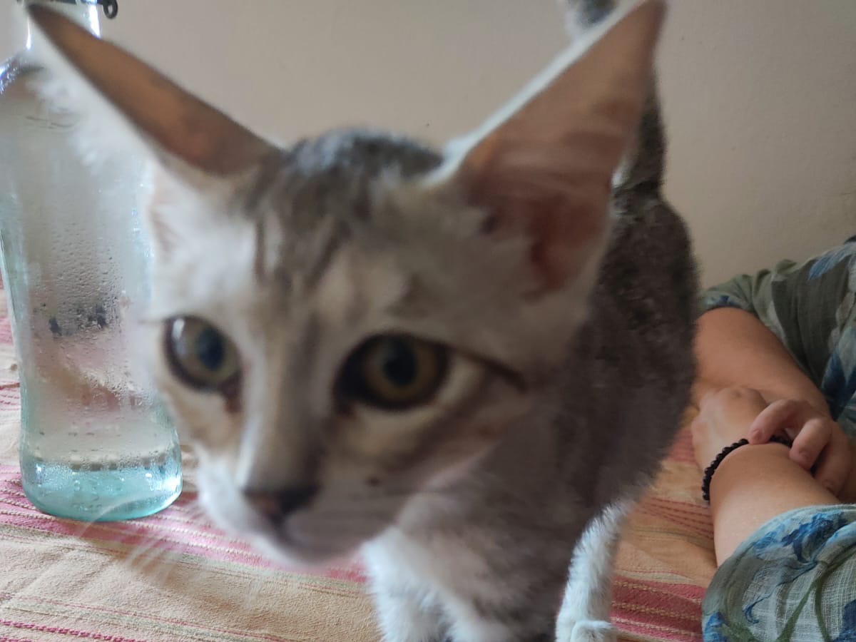 Adotta il gatto JESSY a Lucca