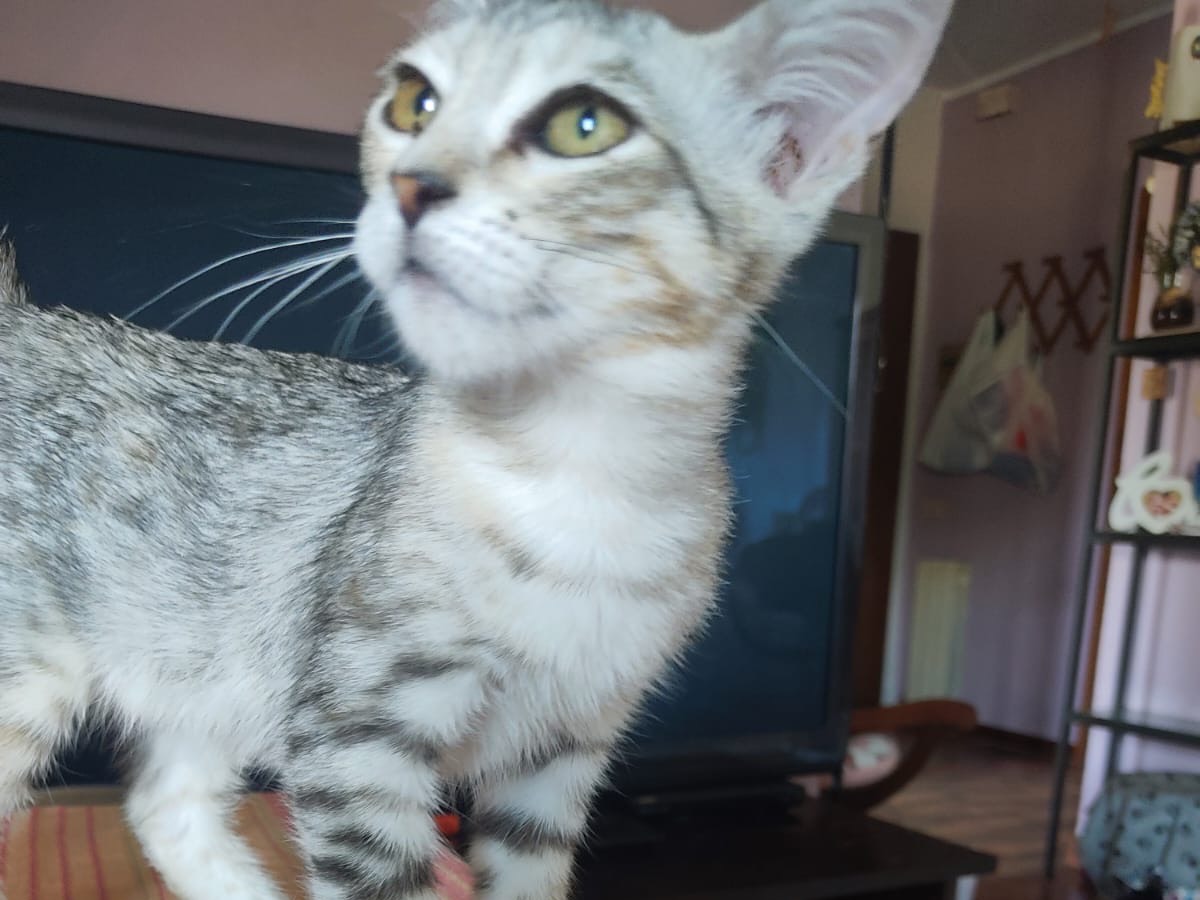 Adotta un gatto, taglia non valida, femmina, Lucca