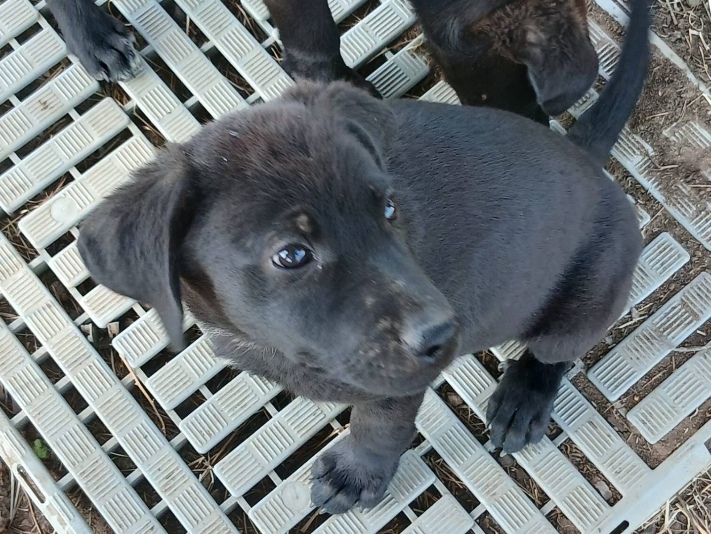 Adotta un cane, maschio, 5 mesi, Crotone