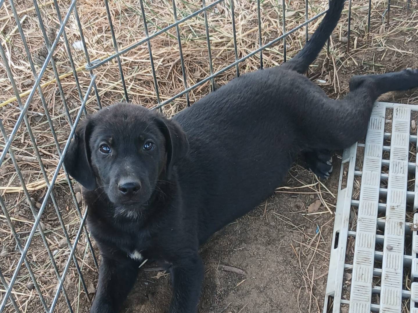 Adotta un cane, taglia media, maschio, Crotone