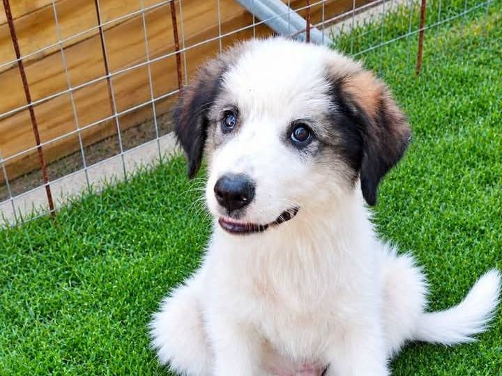Vuoi adottare un cane a Trapani?