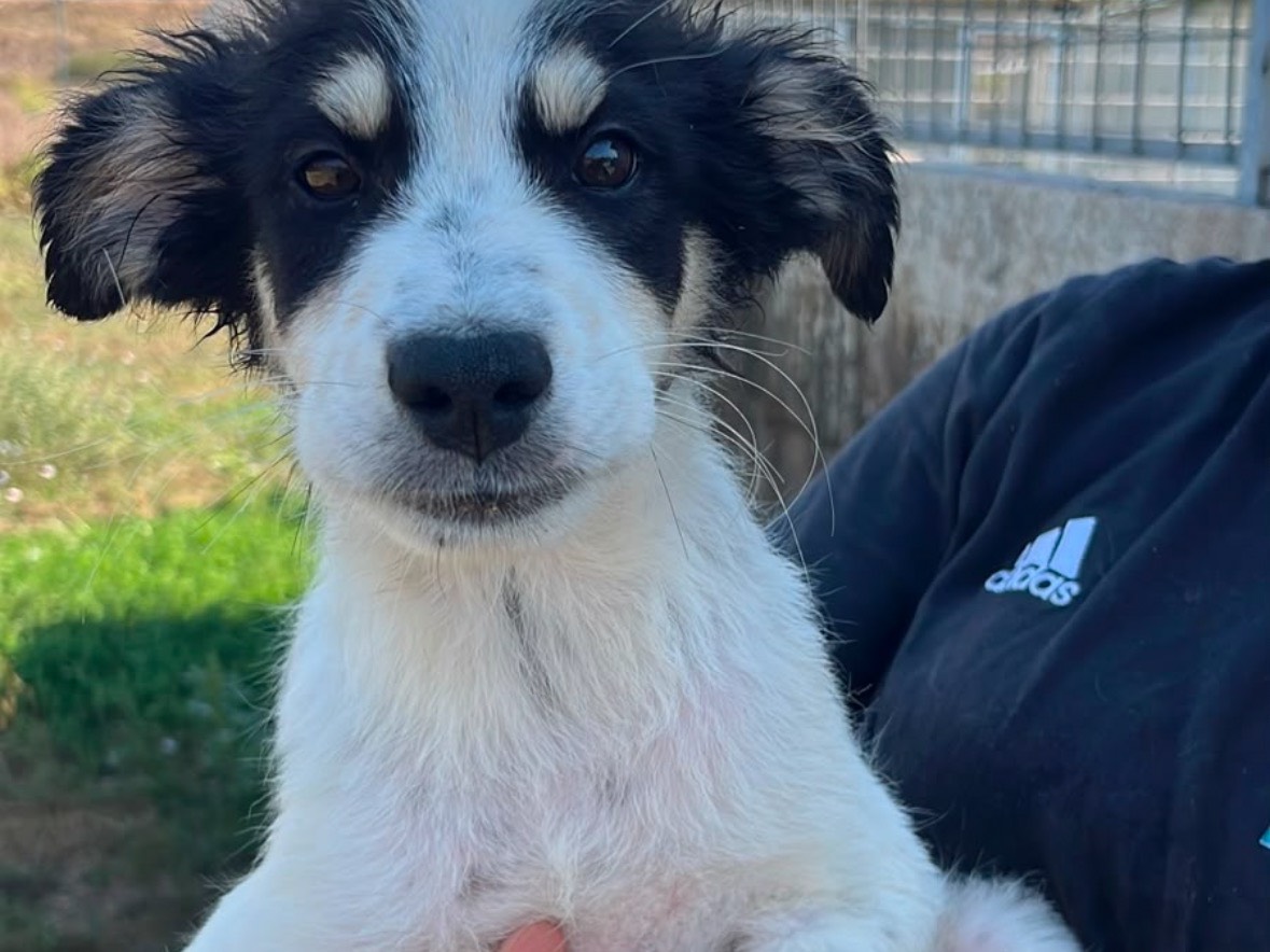 Adozione cane, maschio, Razza sconosciuta Razza sconosciuta, 4 mesi, taglia media, Frosinone