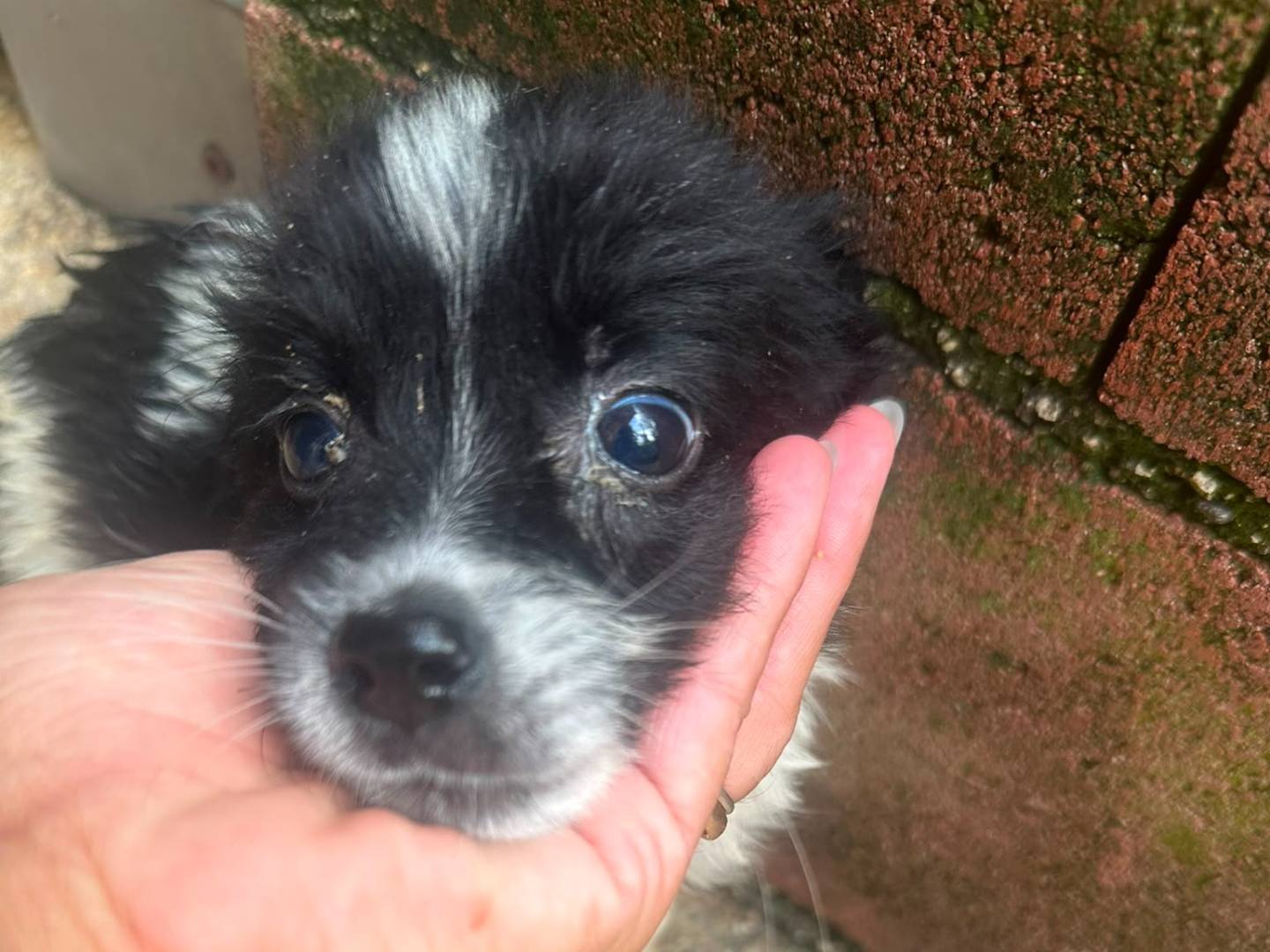 Adozione cane, maschio, Border Collie Razza sconosciuta, 2 mesi, taglia media, Avellino