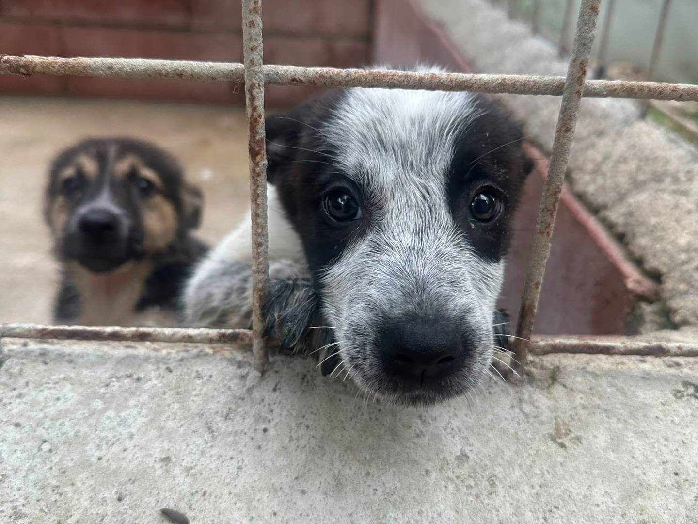 Adozione cane, femmina, Razza sconosciuta Razza sconosciuta, 3 mesi, taglia media, Avellino