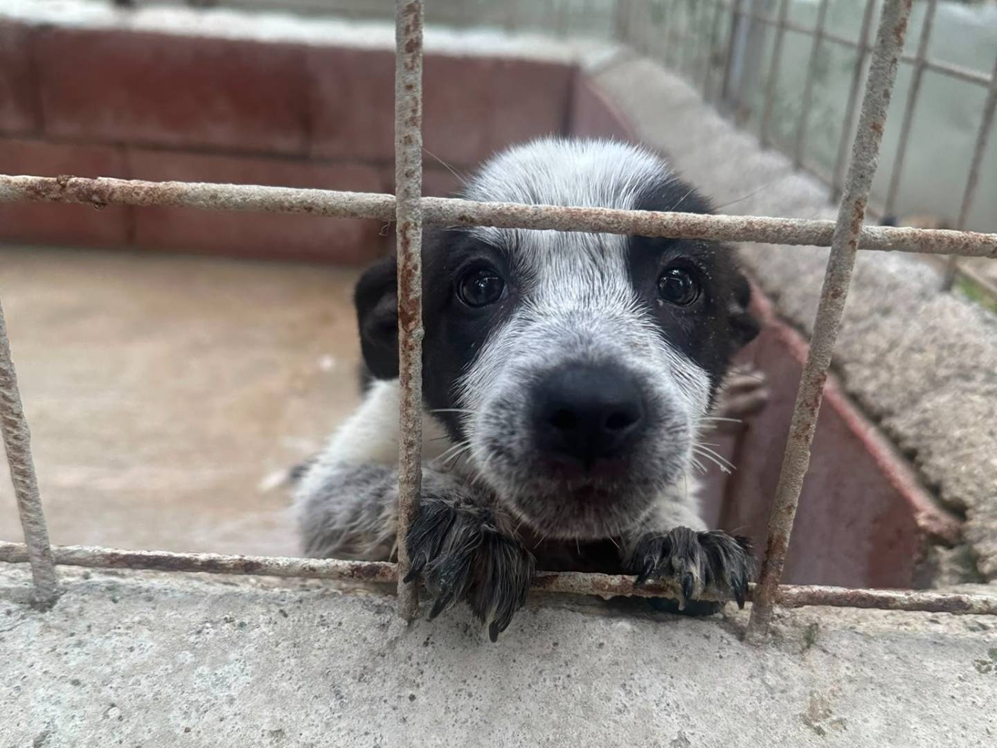 Adotta un cane, femmina, 3 mesi, Avellino