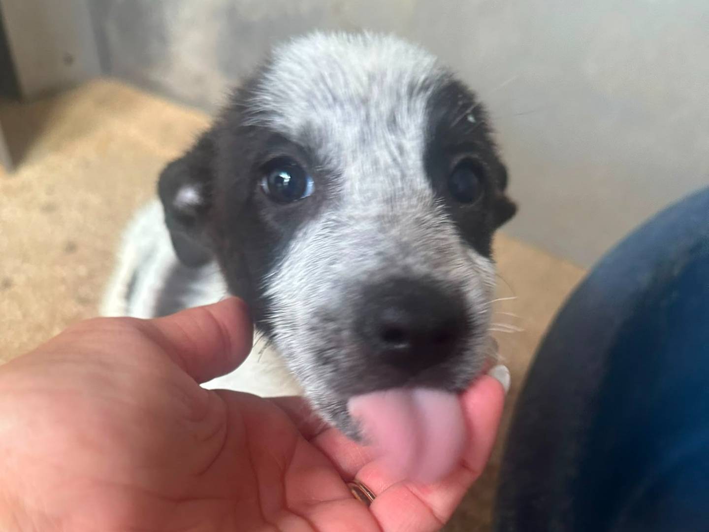 Adotta un cane, taglia media, femmina, Avellino