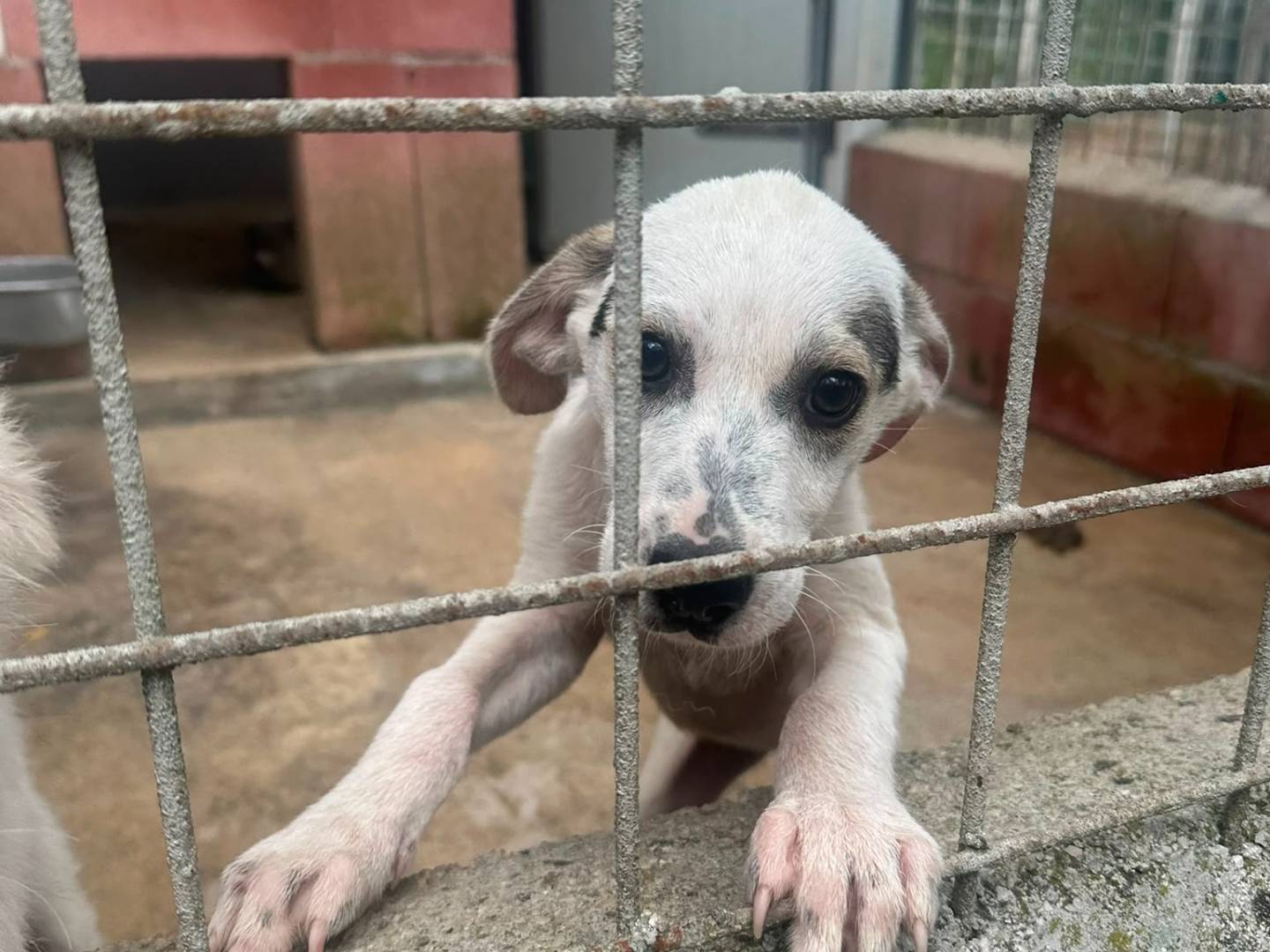 Adozione cane, femmina, Razza sconosciuta Razza sconosciuta, 3 mesi, taglia media, Avellino
