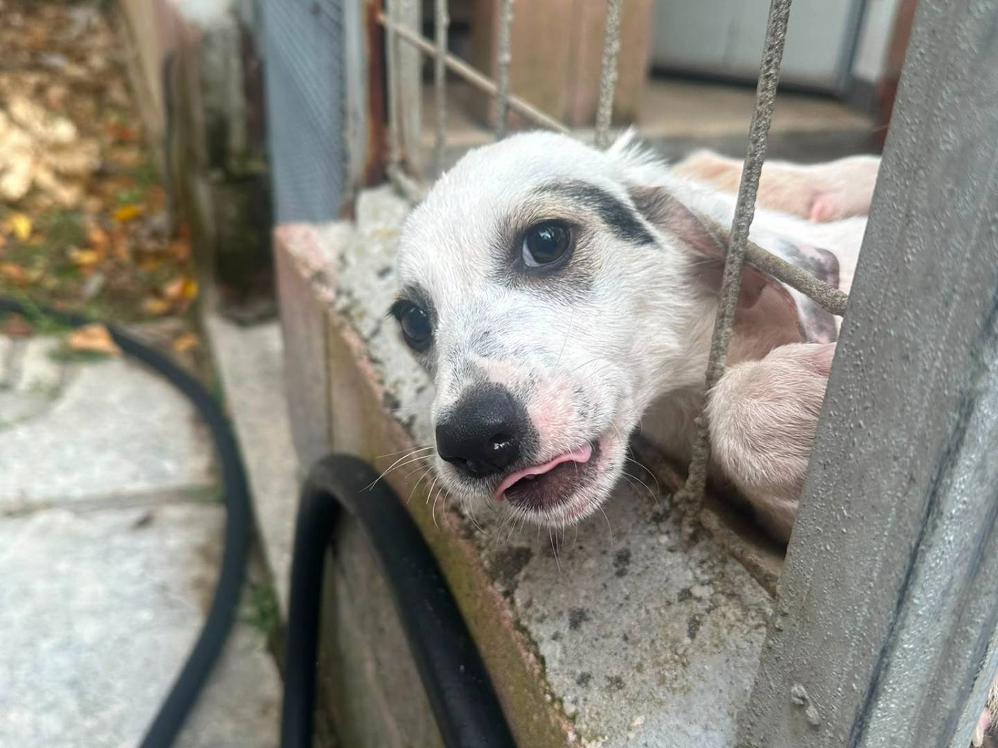 Adotta un cane, femmina, 3 mesi, Avellino