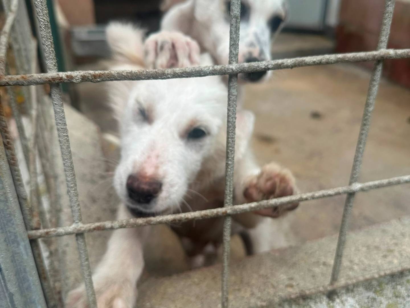 Adotta un cane, taglia media, femmina, Avellino