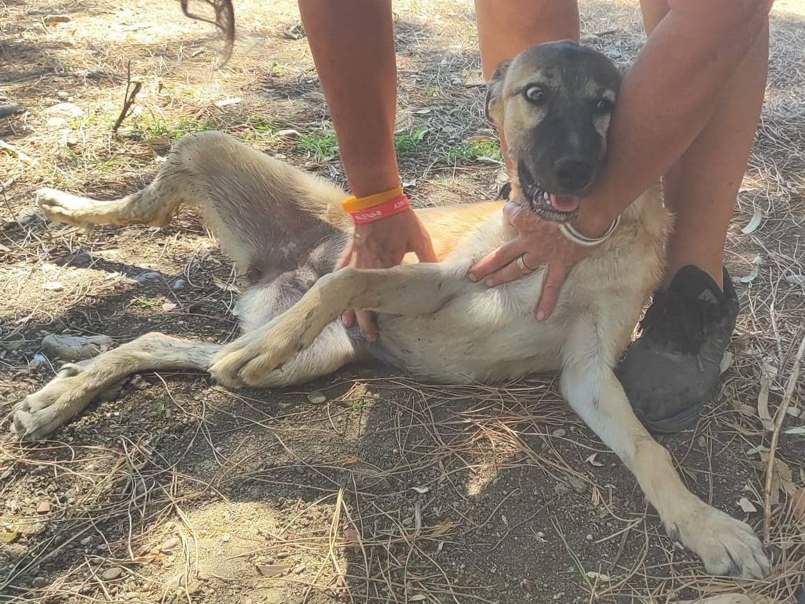 Adotta un cane, taglia media, femmina, Cagliari