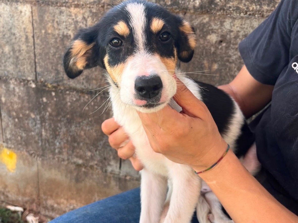 Adozione cane, femmina, Razza sconosciuta Razza sconosciuta, 4 mesi, taglia media, Frosinone
