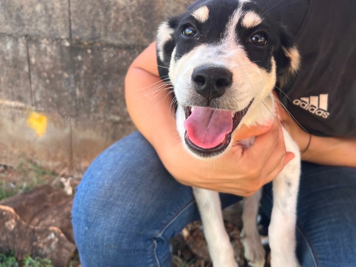 Adozione cane, femmina, Razza sconosciuta Razza sconosciuta, 4 mesi, taglia media, Frosinone