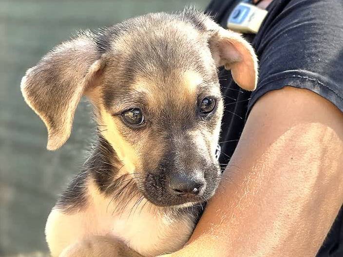 Adotta un cane, taglia media, maschio, Padova