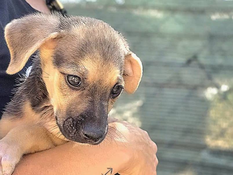 Adotta il cane Railey a Padova