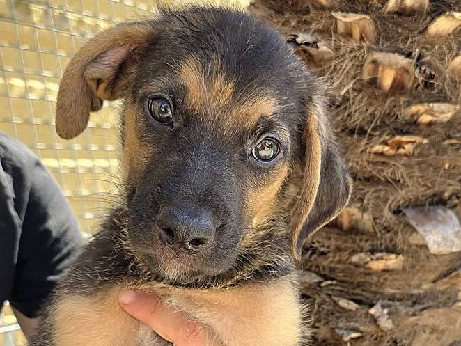 Adotta un cane, maschio, 2 mesi, Padova