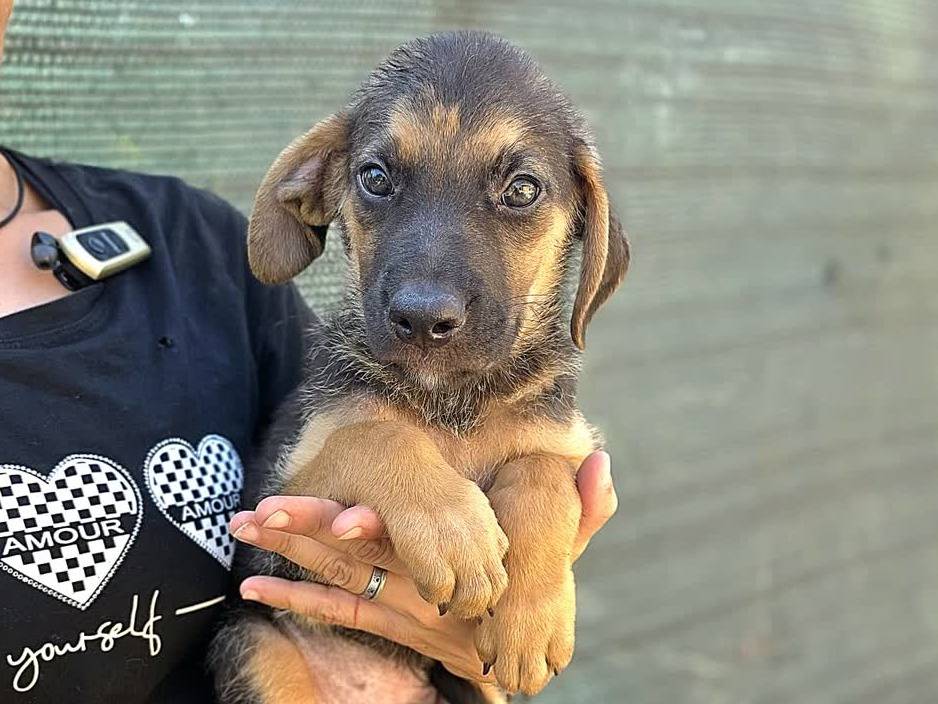 Adotta un cane, taglia media, maschio, Padova