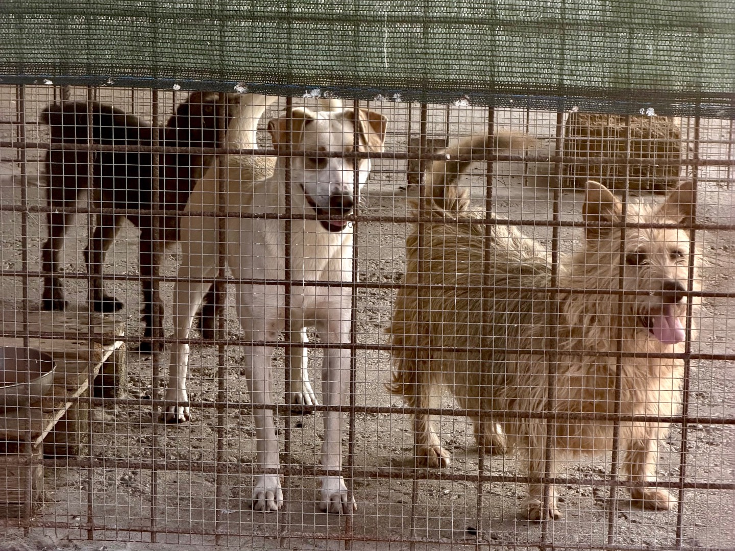 Vuoi adottare un cane a Agrigento?