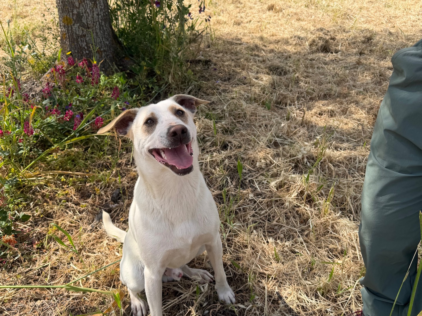Adotta il cane Pier  a Agrigento