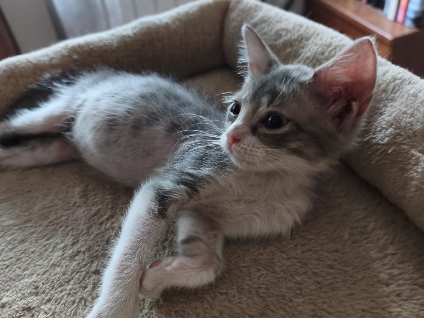 Adotta un gatto, taglia non valida, femmina, Latina