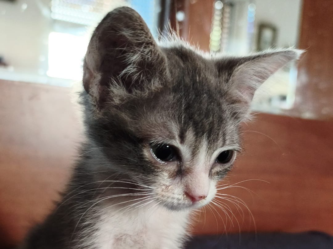 Adotta il gatto Cleo a Latina