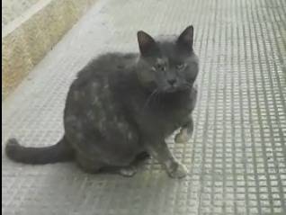 Adotta un gatto, taglia non valida, femmina, Genova
