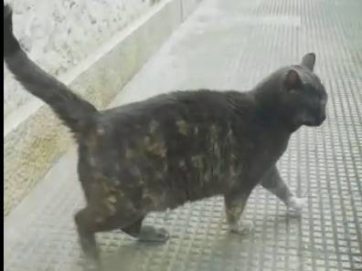 Foto 2 dell'animale