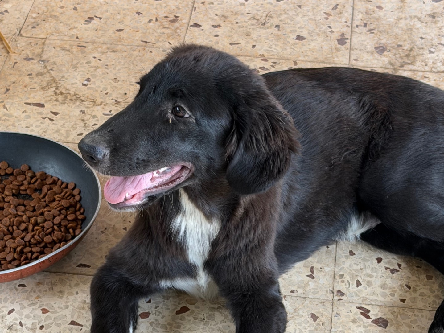 Adozione cane, maschio, Razza sconosciuta Razza sconosciuta, 5 mesi, taglia grande, Enna
