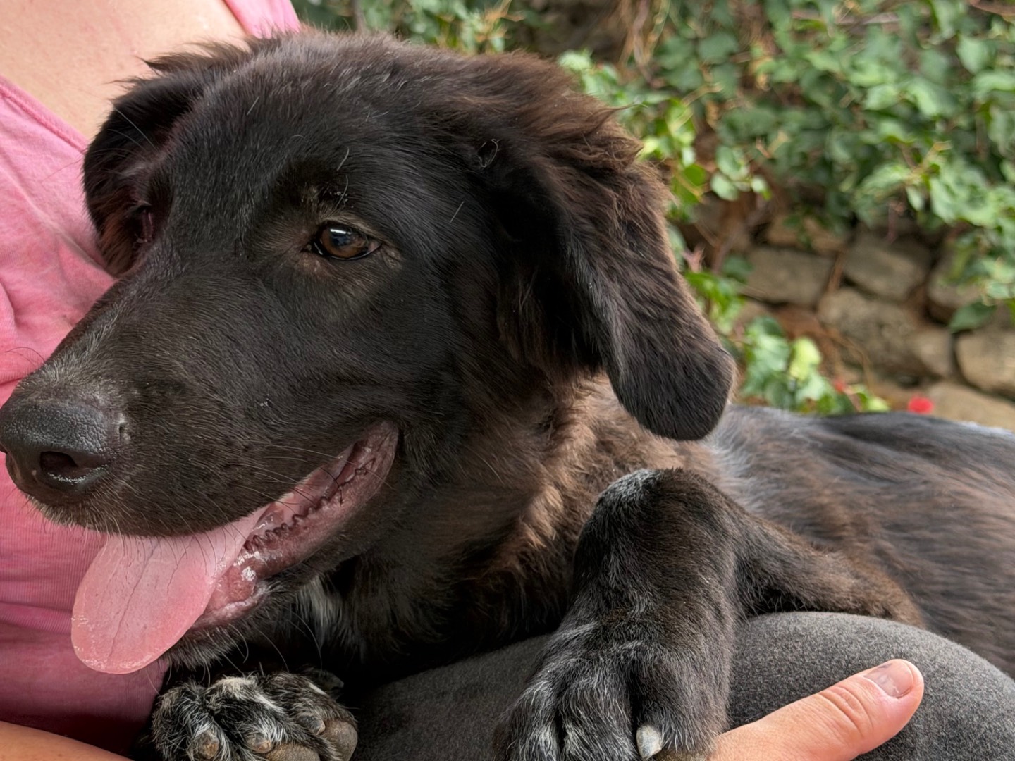 Vuoi adottare un cane a Enna?