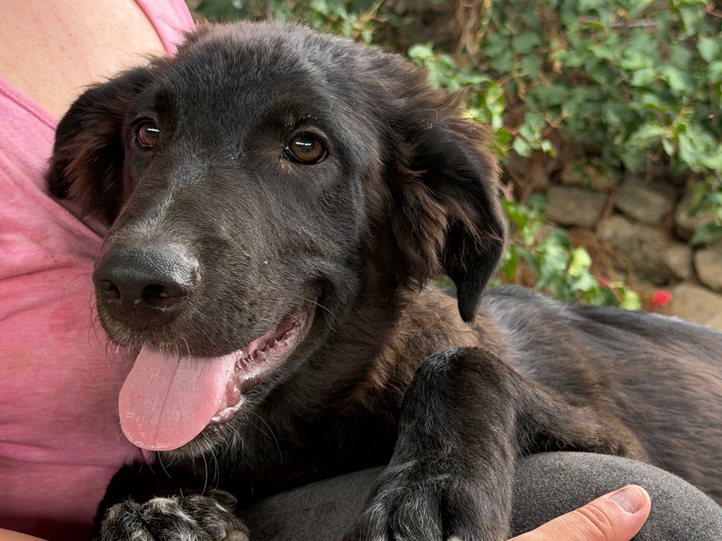 Adotta un cane, maschio, 5 mesi, Enna
