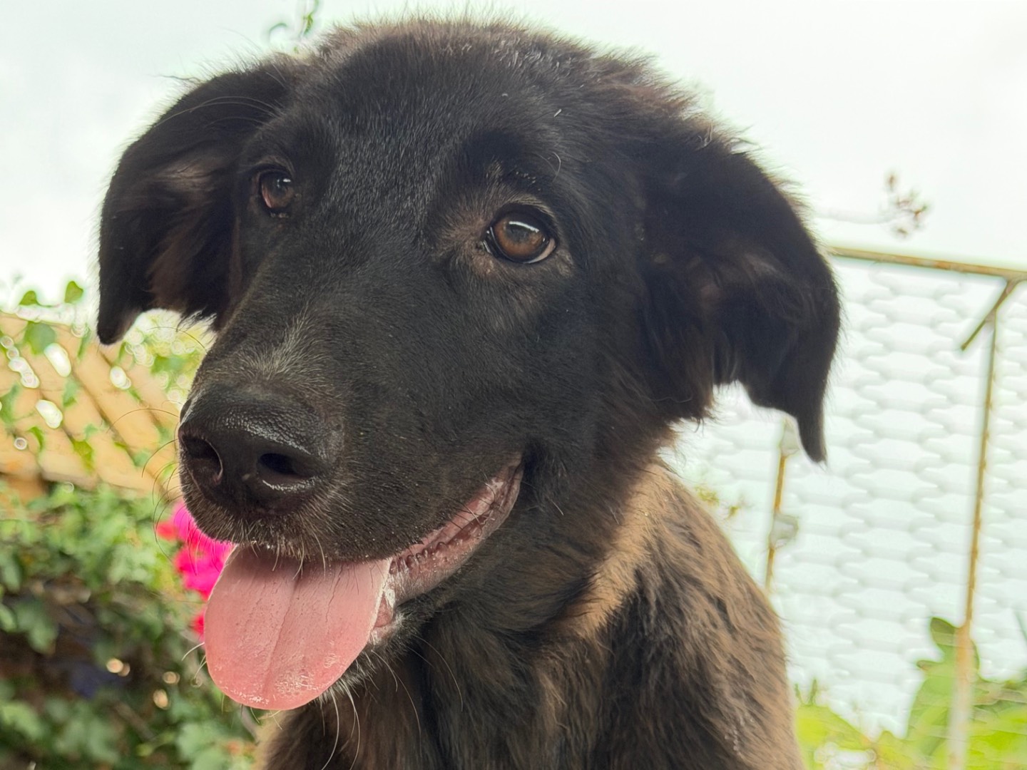 Adotta un cane, taglia grande, maschio, Enna