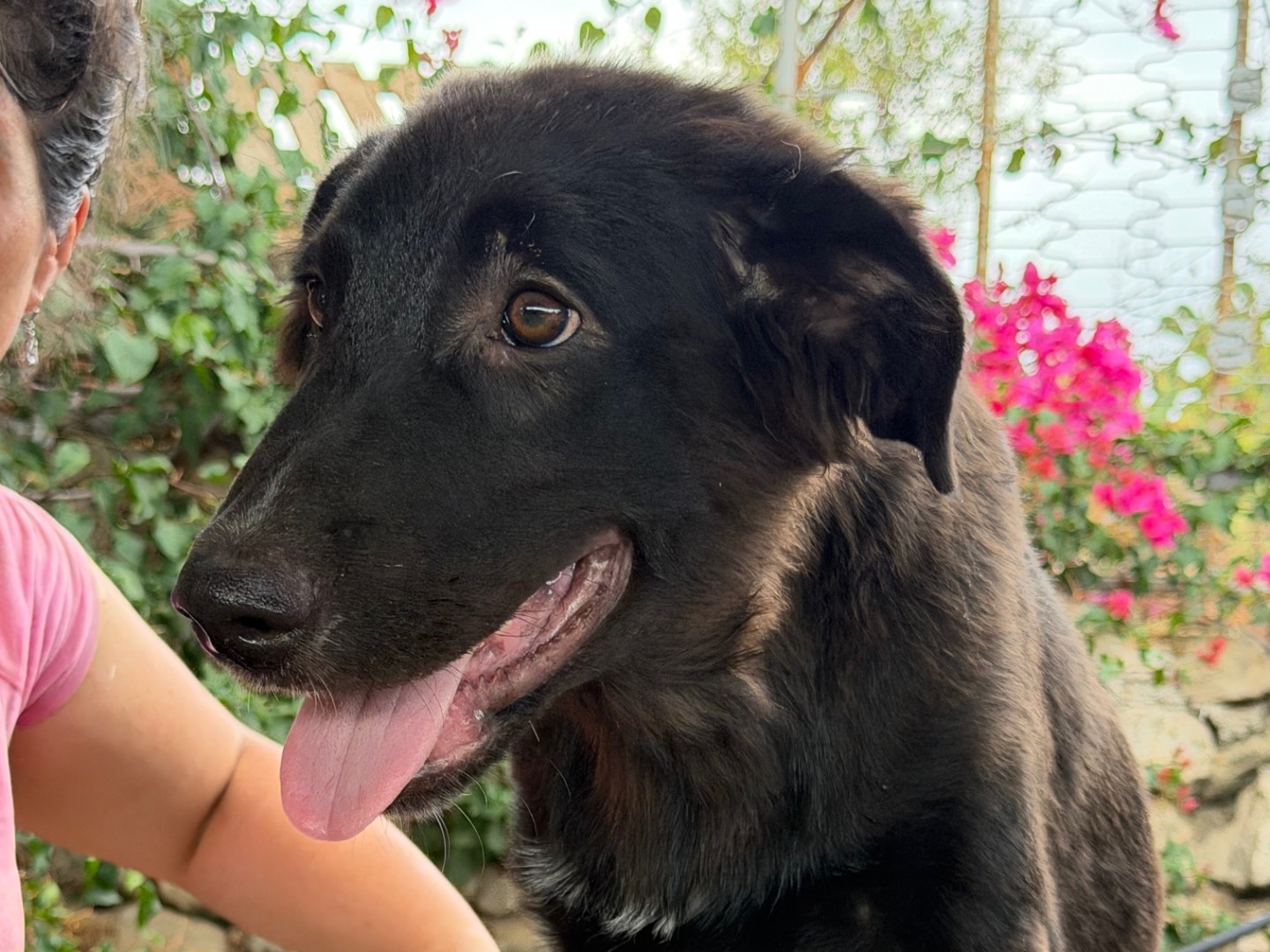 Adozione cane, maschio, Razza sconosciuta Razza sconosciuta, 5 mesi, taglia grande, Enna