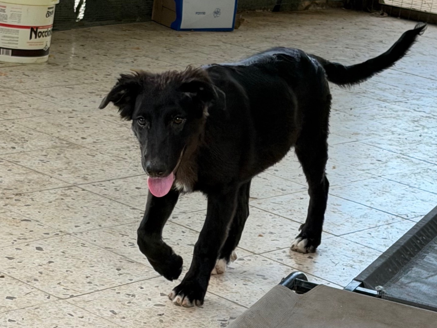 Adotta un cane, femmina, 5 mesi, Enna
