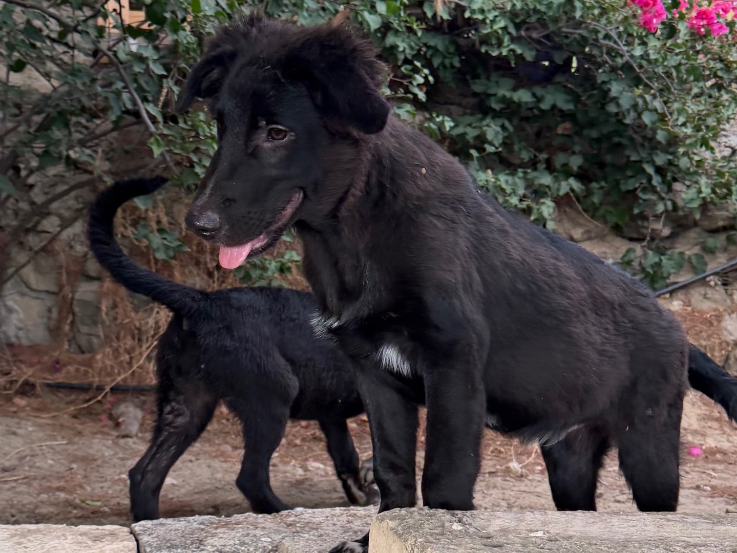 Adozione cane, femmina, Razza sconosciuta Razza sconosciuta, 5 mesi, taglia media, Enna