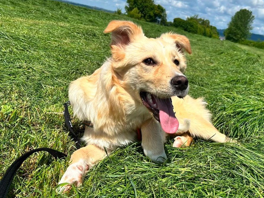 Vuoi adottare un cane a Terni?