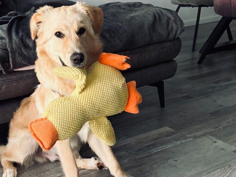 Adotta il cane Teddy Bear a Terni