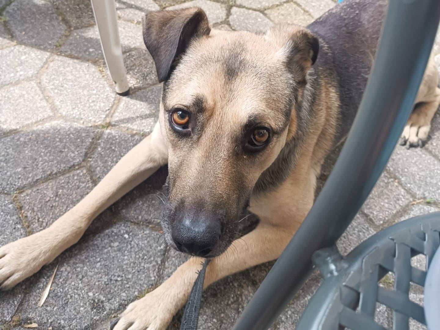 Adozione cane, maschio, Razza sconosciuta Razza sconosciuta, 7 anni e 2 mesi, taglia media, Brescia