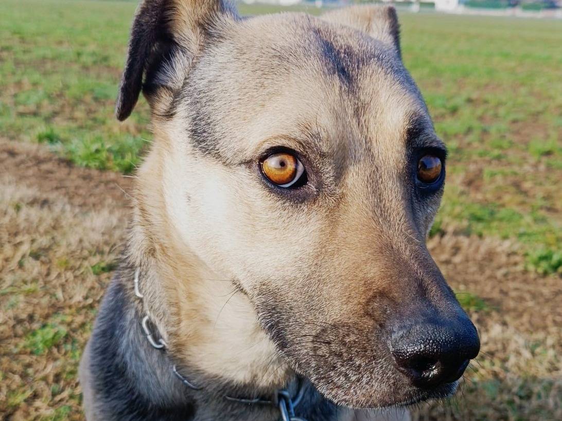 Adotta un cane, maschio, 7 anni e 2 mesi, Brescia