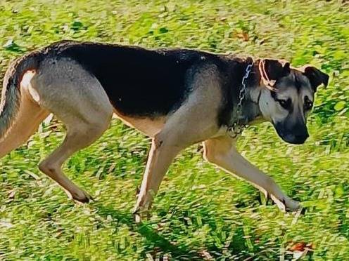 Adotta un cane, taglia media, maschio, Brescia