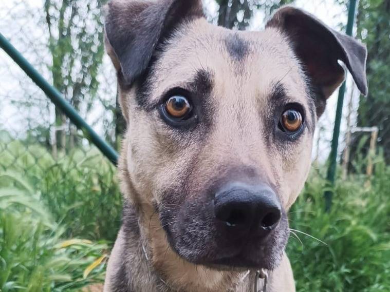 Adotta il cane Tango a Brescia