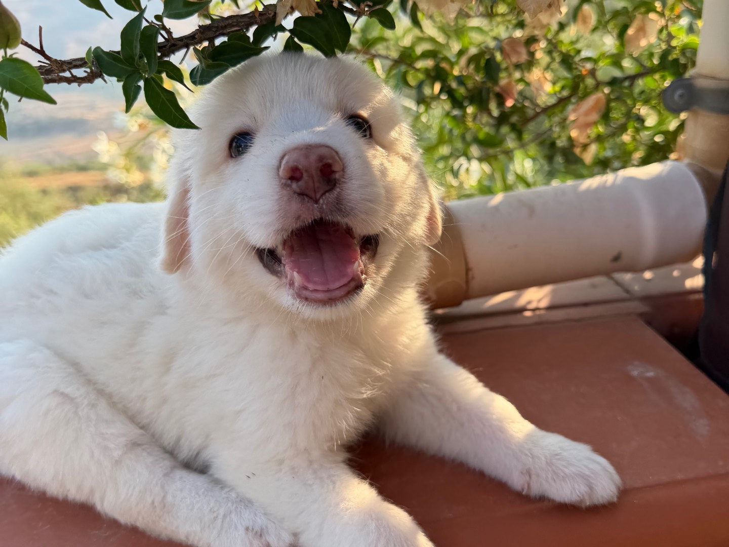 Vuoi adottare un cane a Enna?