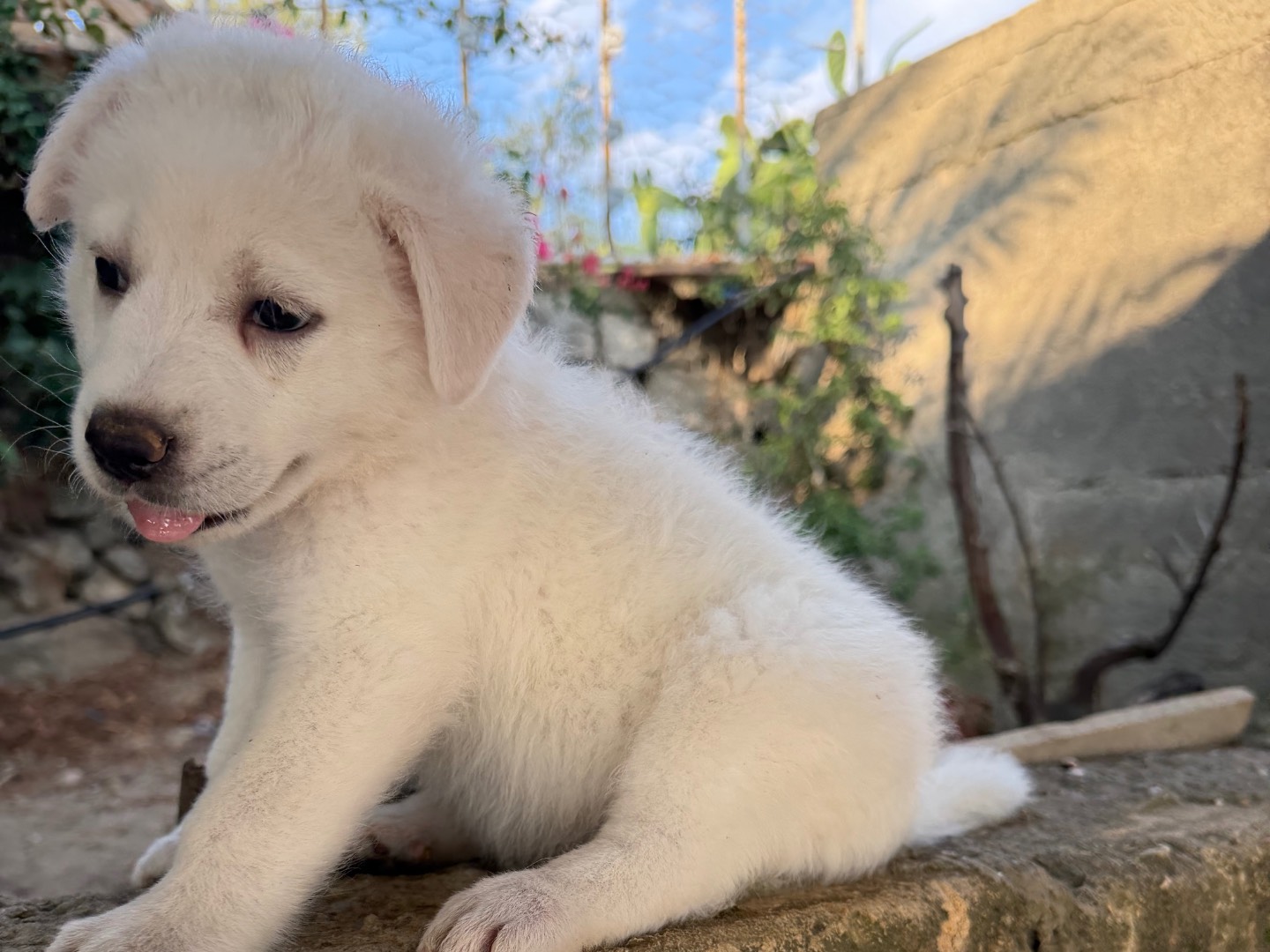 Vuoi adottare un cane a Enna?