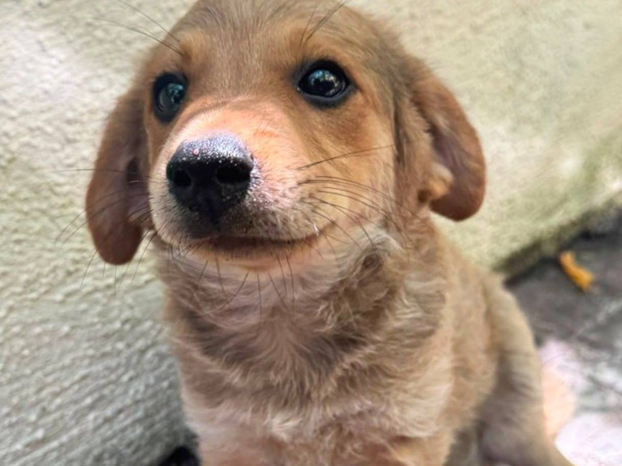Adotta un cane, maschio, 2 mesi, Latina