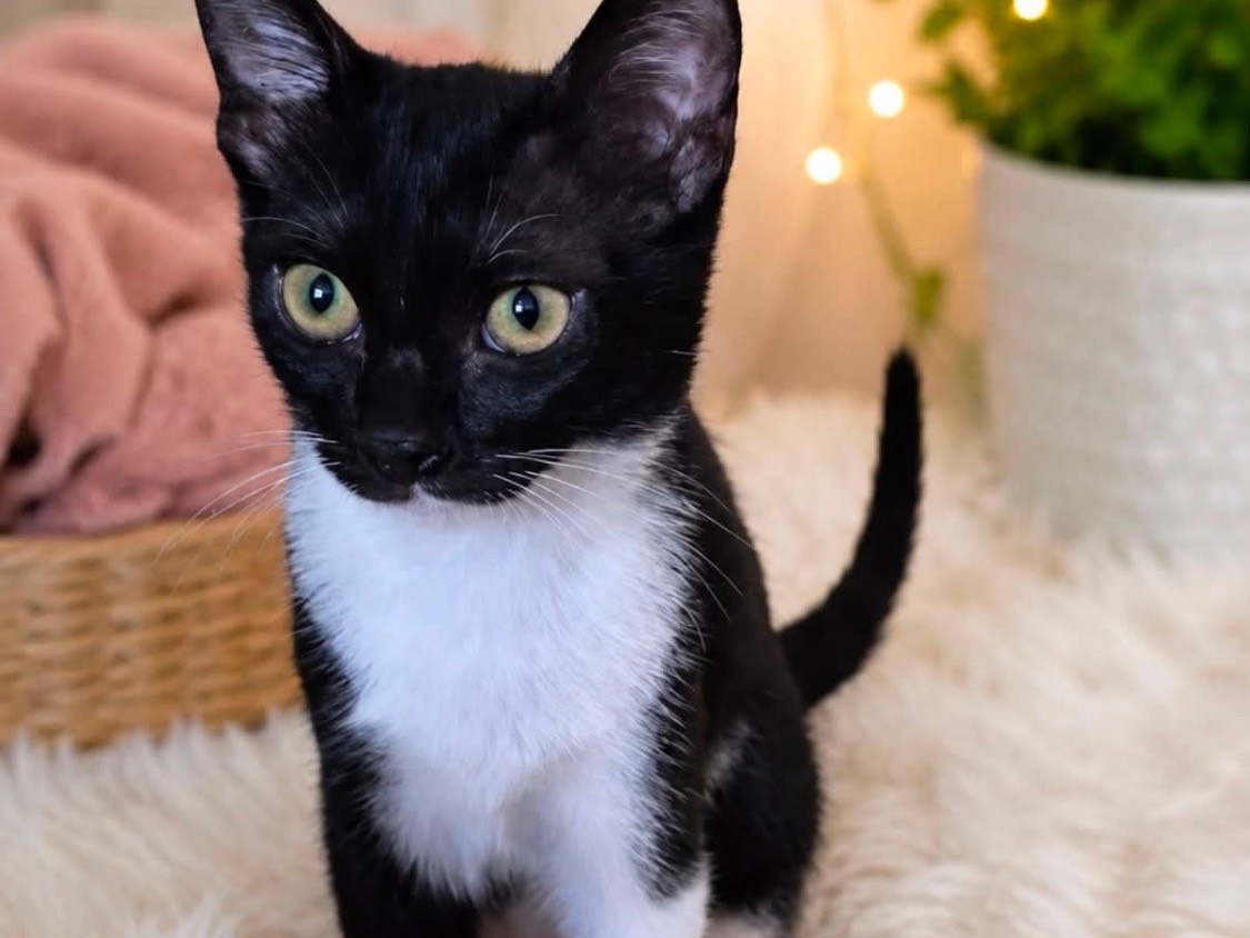 Adozione gatto, femmina, Razza sconosciuta Razza sconosciuta, 3 mesi, taglia non valida, Vibo