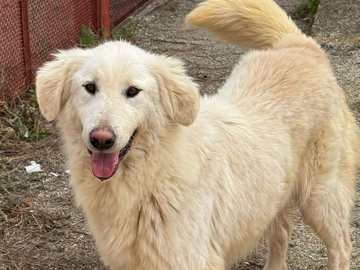 Adotta un cane, femmina, 2 anni e 7 mesi, Varese